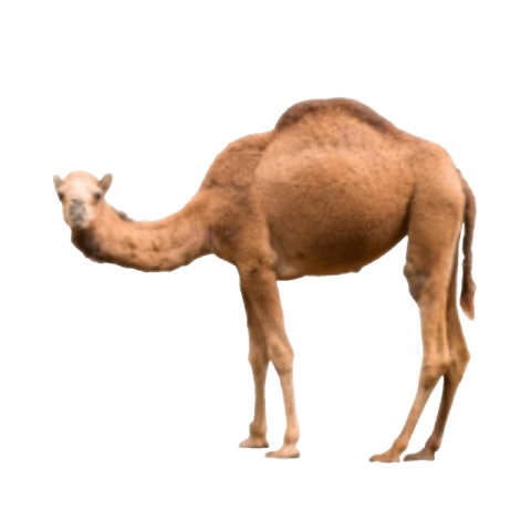 Camel png transparent free download