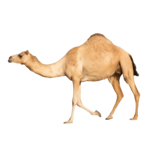 Camel PNG Transparent Images Free Download