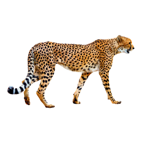 Cheetah png free download black and white