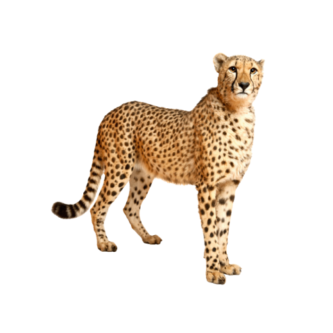 Cheetah png black and white