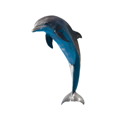 Dolphin png transparent
