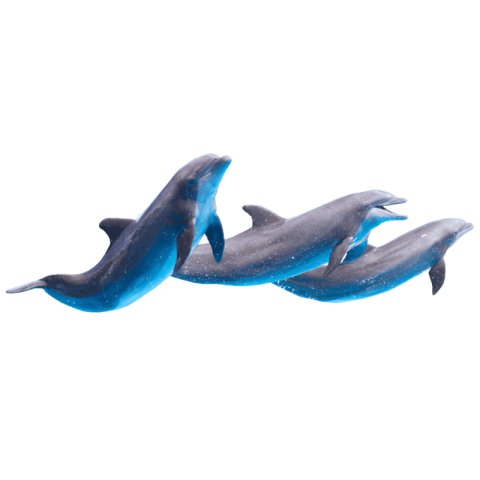 Transparent dolphin png