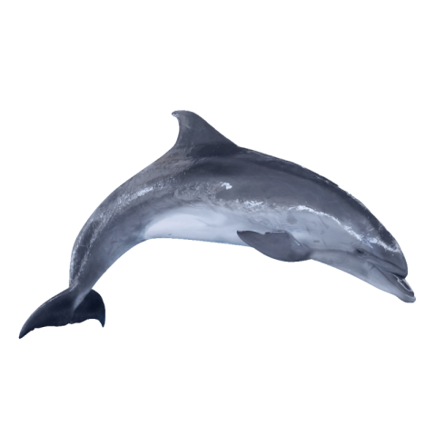 Real dolphin png