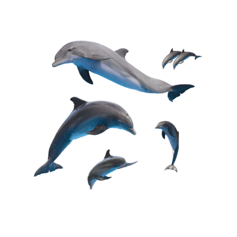 Dolphin png transparent