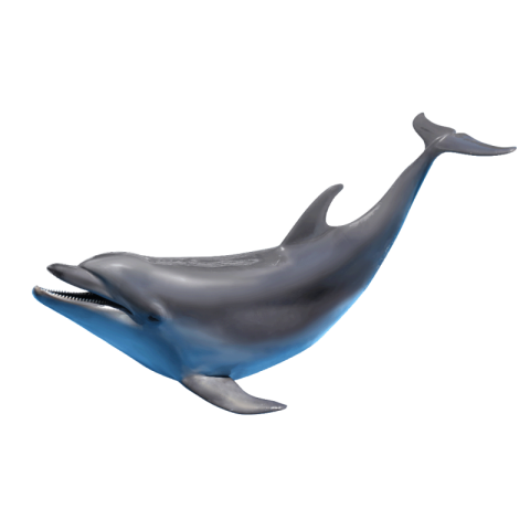Dolphin png download