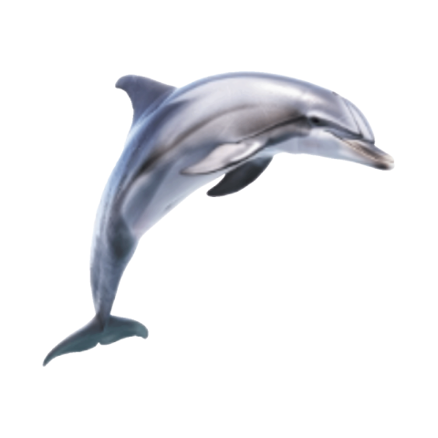 Dolphin png transparent background