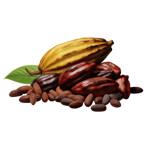 Cacao png download