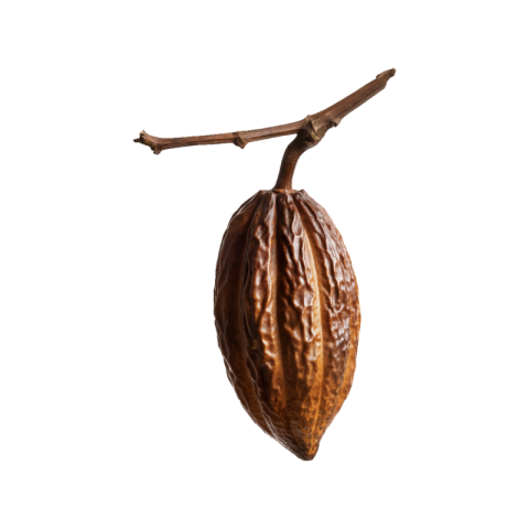 Cacao png free download