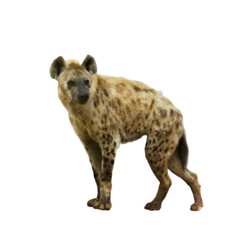 Hyena png