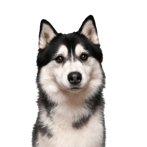 Husky png transparent