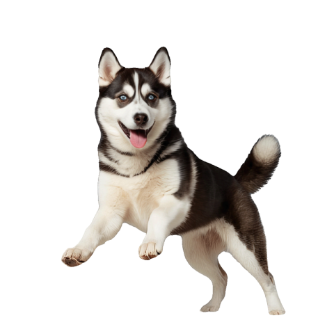 Husky png transparent free