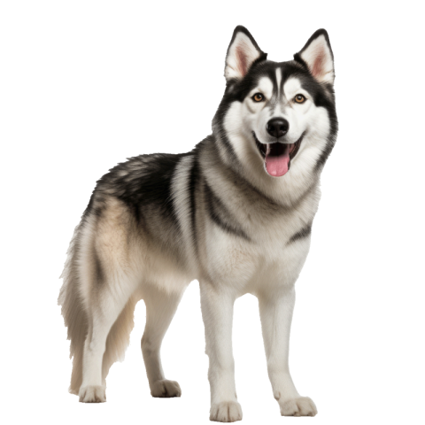 Husky png transparent download