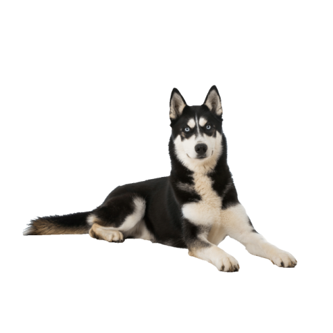 Husky png transparent free download