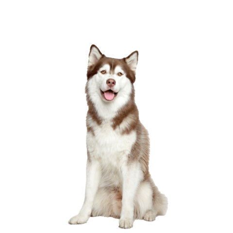 Husky PNG transparent image download