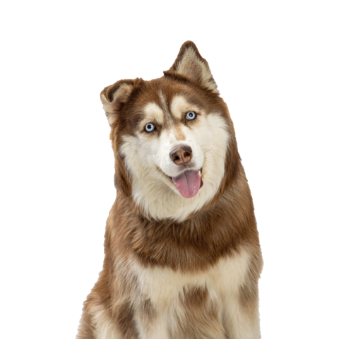 Husky png transparent free download