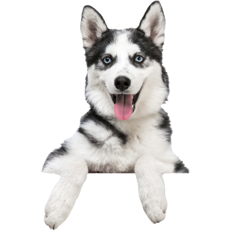 Siberian Husky PNGs for Free Download