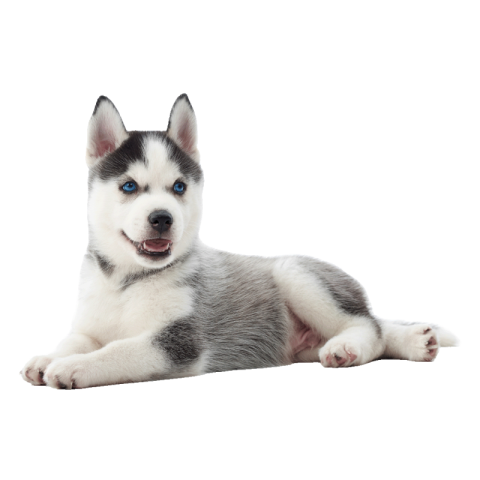 Husky Stock Png Images