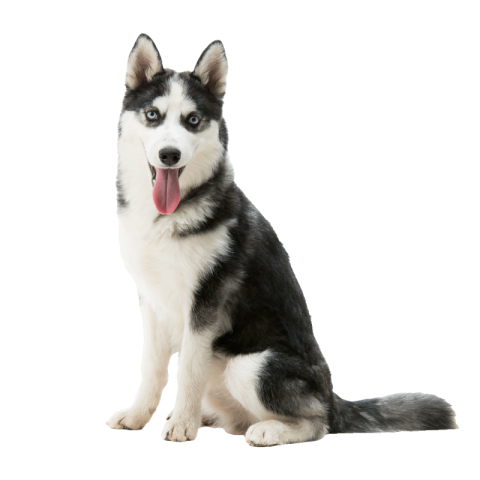 Husky png transparent images