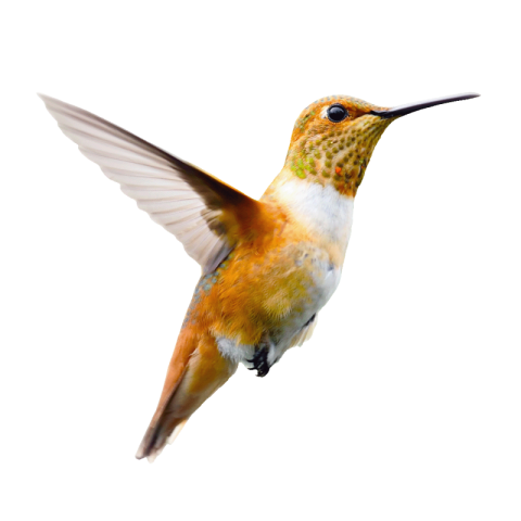 Hummingbird png images