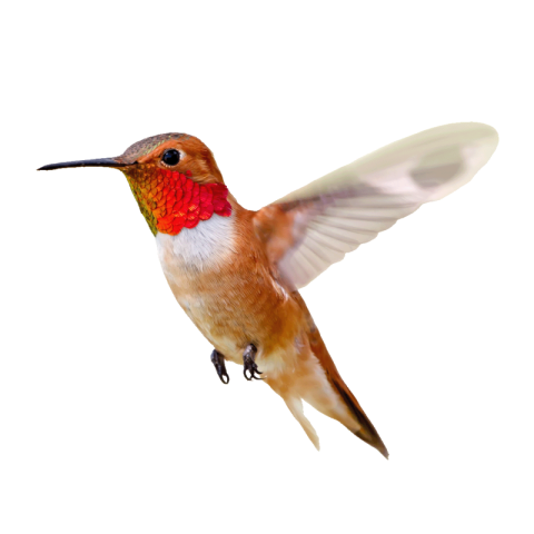 Hummingbird PNG transparent