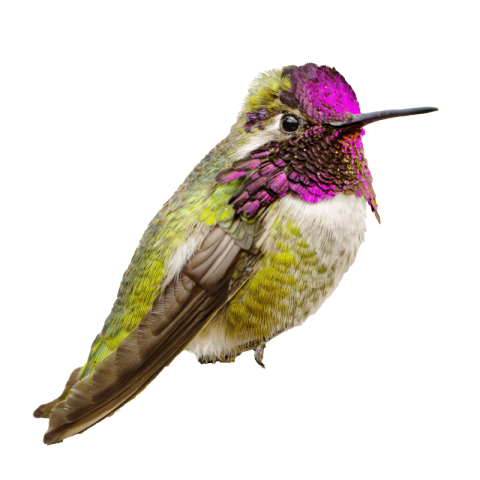 Hummingbird png images free