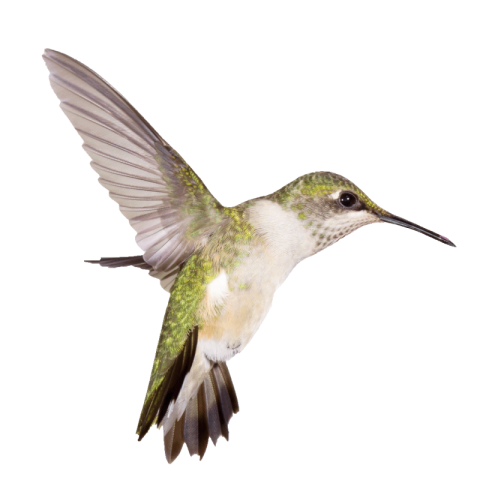 Hummingbird png images free download