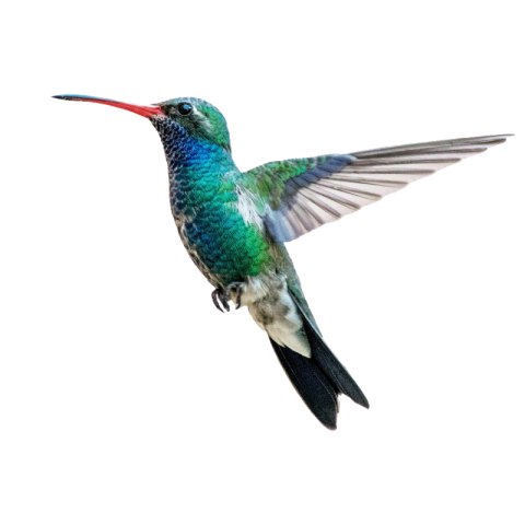 Hummingbird png images download