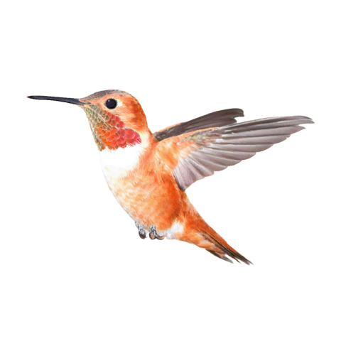 Hummingbird png transparent free