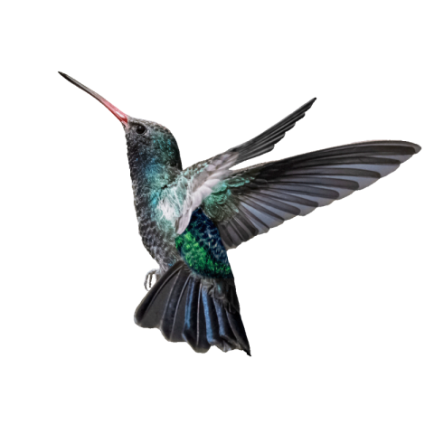 Download Hummingbird Free PNG photo