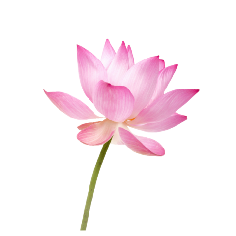 Lotus png images