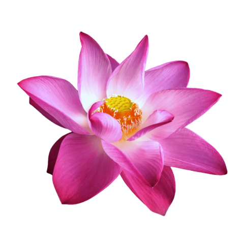 Lotus png transparent