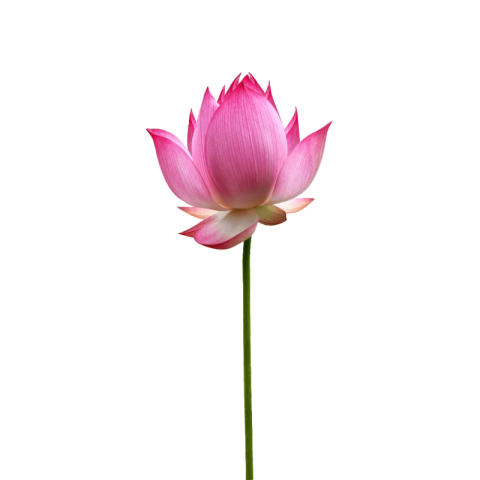 Lotus png hd