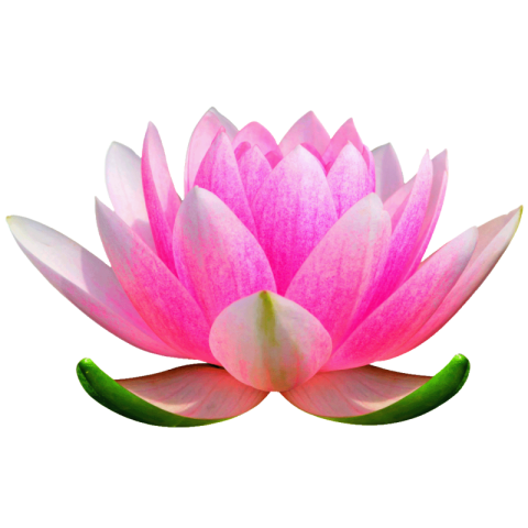 Lotus png images free download