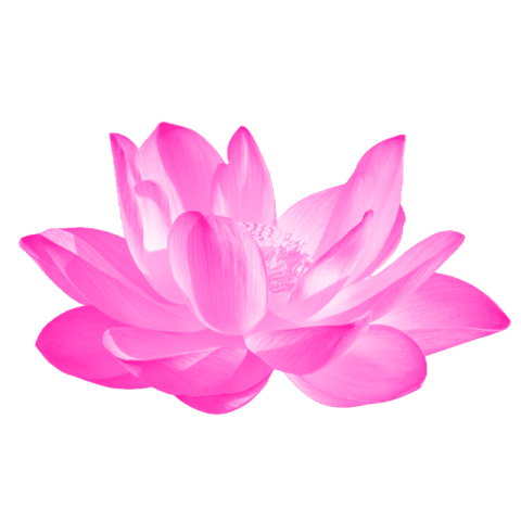 Pink lotus png images