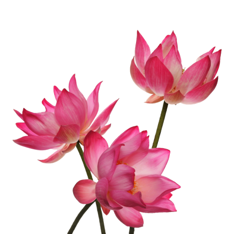 Lotus png hd