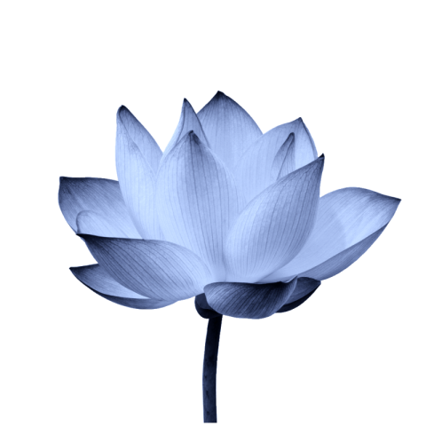 Lotus png images black and white