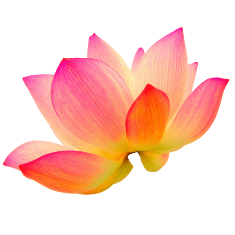 Lotus png transparent free