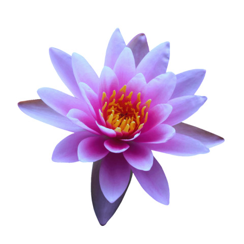 Lotus png transparent free download