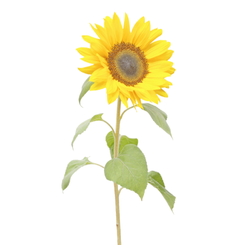 Sunflower png transparent free