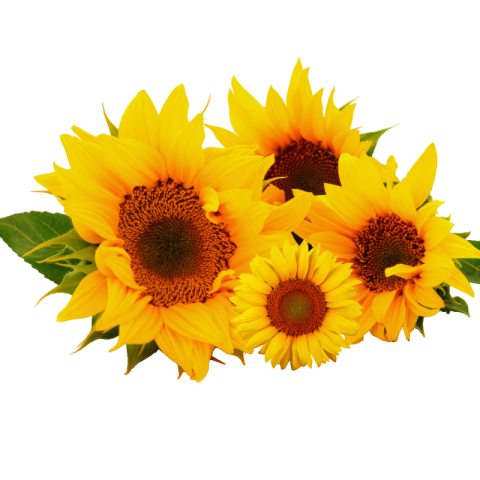 Sunflower png transparent Free