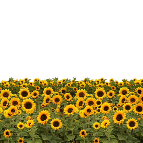 Sunflower png transparent