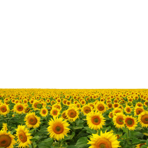 Sunflower png background