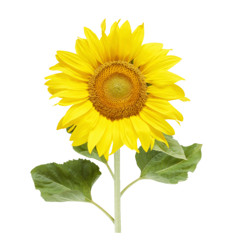 Sunflower png download