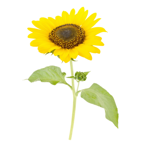 Sunflower PNG images free download