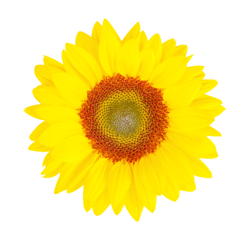 Free Sunflower PNG Images With Transparent