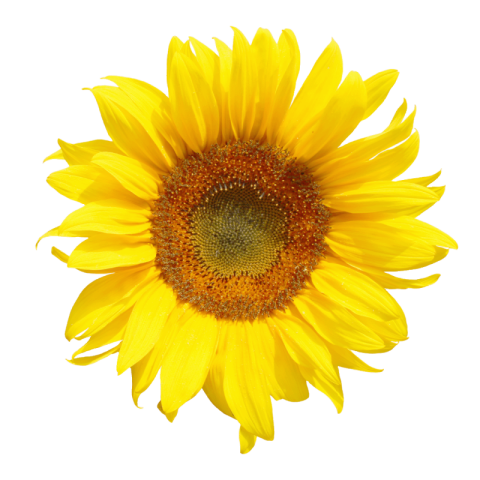 Sunflower png transparent Free