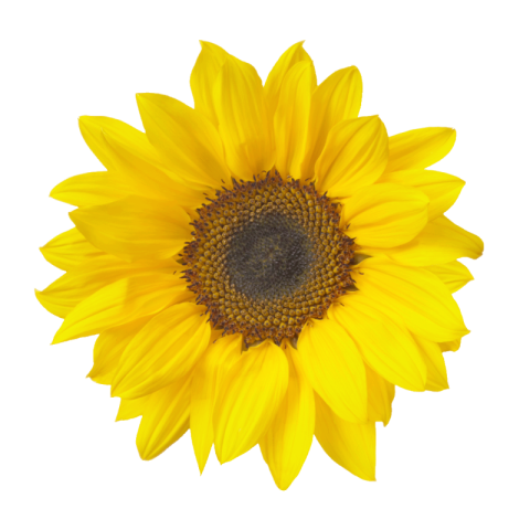 Sunflower png transparent background