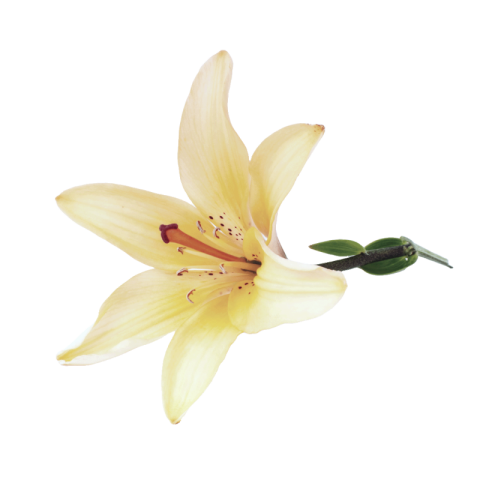 Lilium png transparent