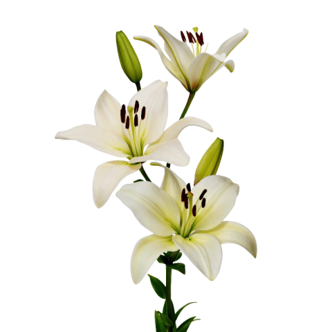 Free Lily PNG Images With Transparent Background