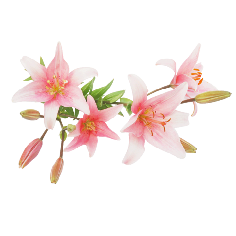 Lily Flower PNG Images